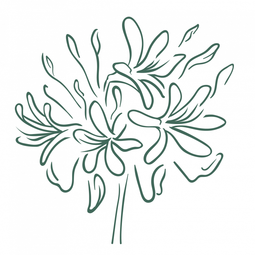 agopanthus drawing, garden designer